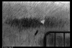 Mental Asylum Series VII