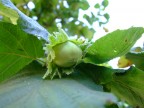 Nocciole