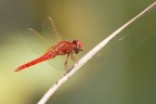Primo tentativo con obiettivo non macro...  un crop, l'immagine intera non  troppo pi grande.

Ho scattato a 300mm a mano libera...

Suggerimenti bene accetti ;)