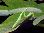 Mantide
