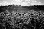 girasoli in controluce