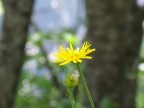 Fiore con sfondo sfocato:esperimento in modalit diaframma