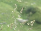 Natura con diagframma chiuso