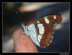 Farfalla Croazia