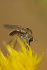 Sul Fiore Giallo