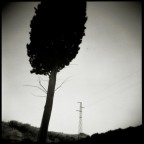 Electrical trees
