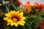 amo il giallo