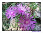 Flowers 3
