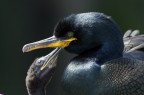 Isole Farne (Inner Farne), Inghilterra
Obiettivo 300 mm f/4