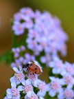 Coccinella sul rosa