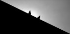 Piccion Diagonal