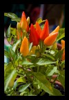 Peperoncino
