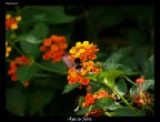 Ape su fiore