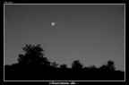 Monocromatica alba