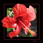 ibiscus 2