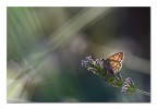 Schermaglie di luce
