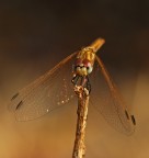 scintille