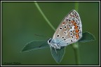 150mm macro