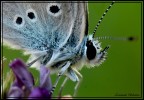 60mm canon Macro