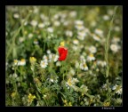 solitario