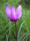 Oggi son andata nel bosco a fare qualche prova e mi sono accanita sui ciclamini. Peccato non vi possa far sentire anche il delizioso profumo di questi bellissimi fiori!