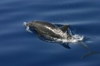 Delfino a Marsalam