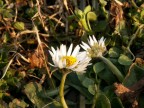 Prova macro della nuova macchina dimageZ3