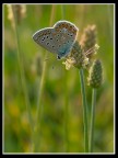 ..::BUTTERFLY CONTROLUCE::..