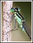 libellula macro