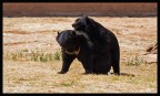 safari con pi di 20 foto