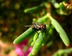 Red eyes red!