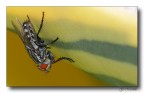 Mosca