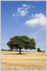 Albero solitario in cima ad un monte pietroso, coltivato nonostante tutto, e poi il cielo ...