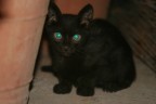 macchia nera..