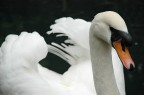 Cigno - 
<br />
Parco del Castello di Miramare - Trieste