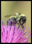 Macro pungiglione