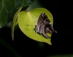 piccolissima lycaenidae.