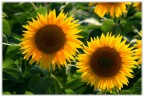 Belli come il sole