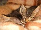 Miei mici che dormono, macro.