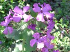 Viole... macro con bellissima luce