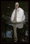 Cigno