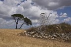 due alberi