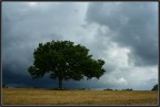 Una versione drammatica della serie "albero solitario" :)