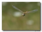 libellula in volo 2