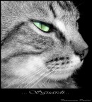 ...Sguardi... ...Sguardi...