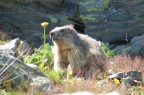 Marmotta vicino al Rifugio Quintino Sella