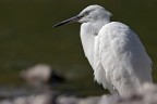 Profilo di Egretta