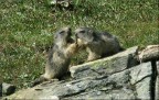 Piccoli che Giocano
