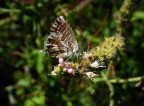 Farfalla