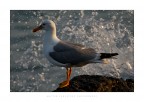 The Sea Keeper